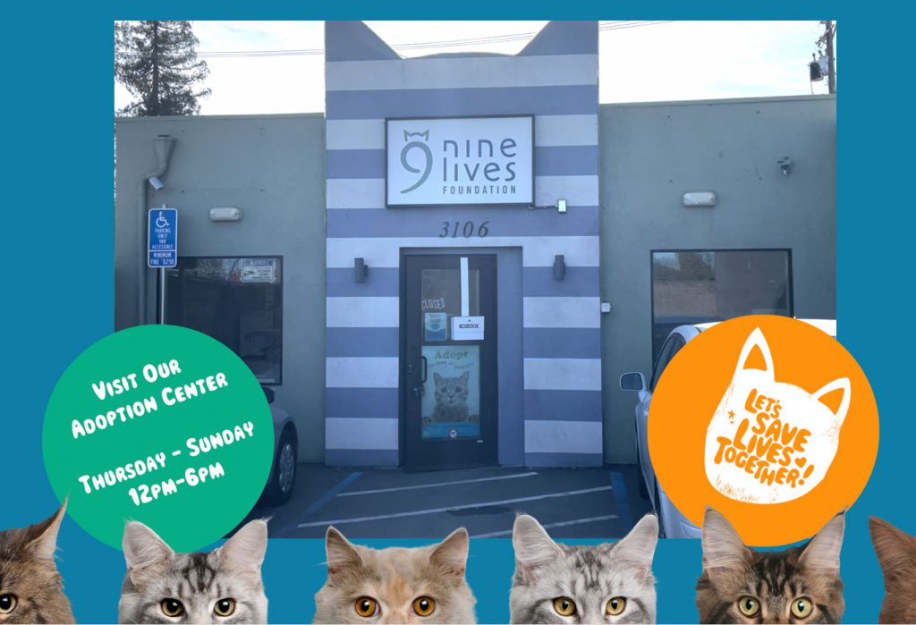 Nine Lives Foundation Cat and Kitten Adoption Center