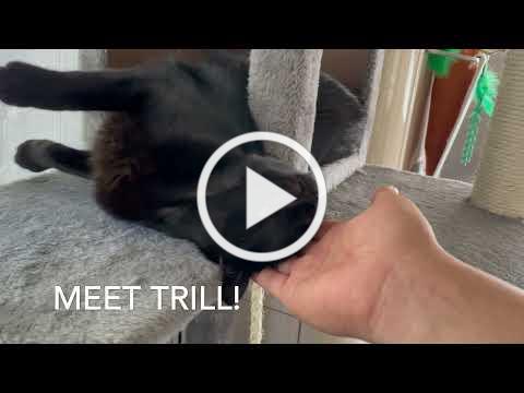 Trill is looking for her forever home!