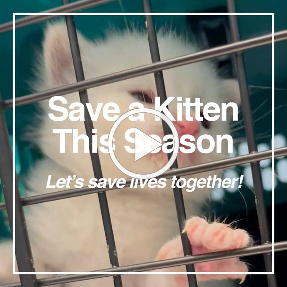 Save a Kitten This Season