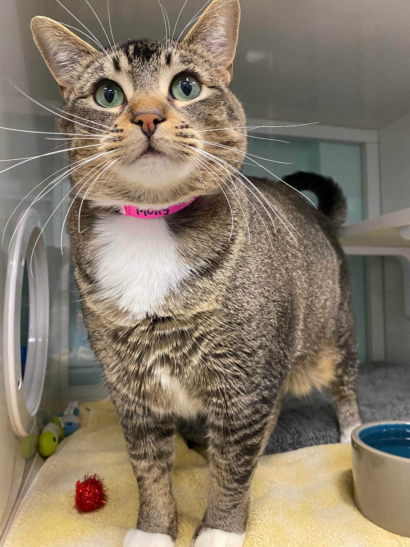 Molly the Cat at Nine Lives Cat Clinic Redwood City CA