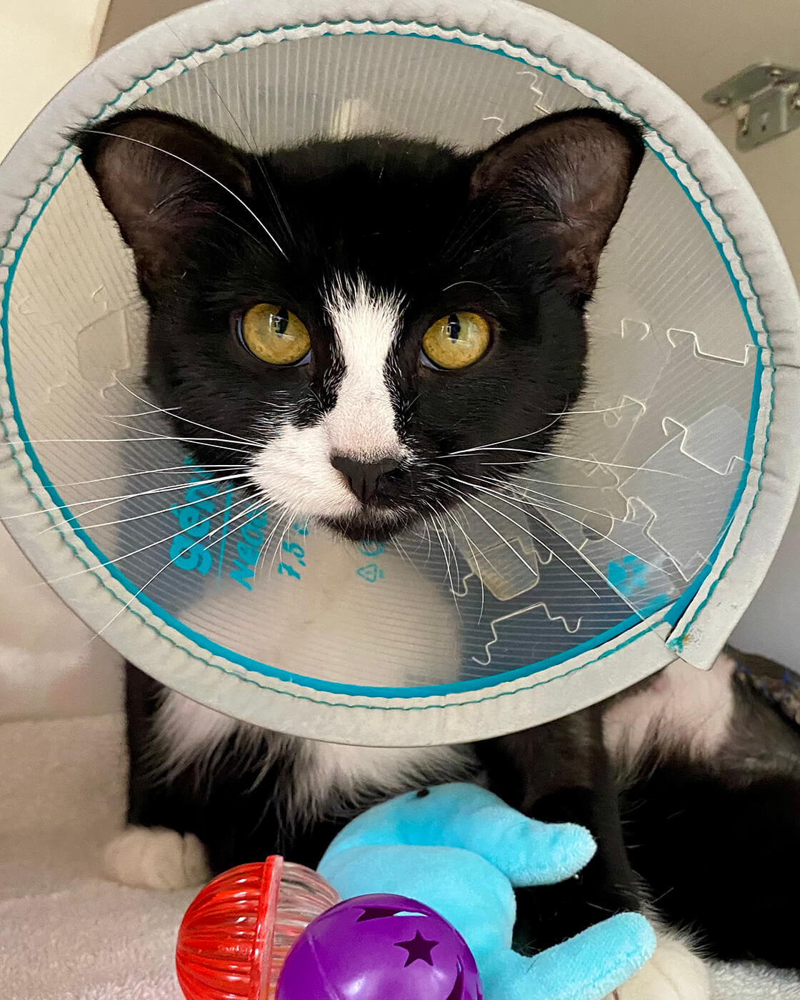 Cat with cone after low cost medical procedure Nine Lives