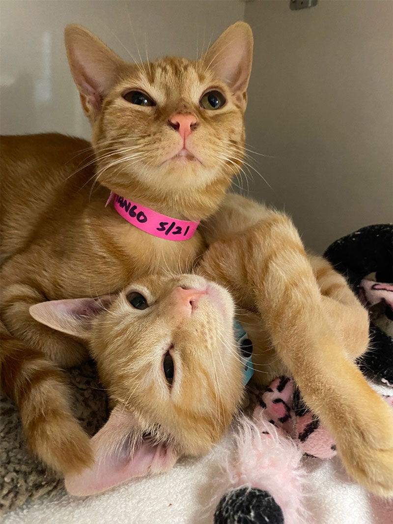 nine-lives-adoptions-mango and a friend playing