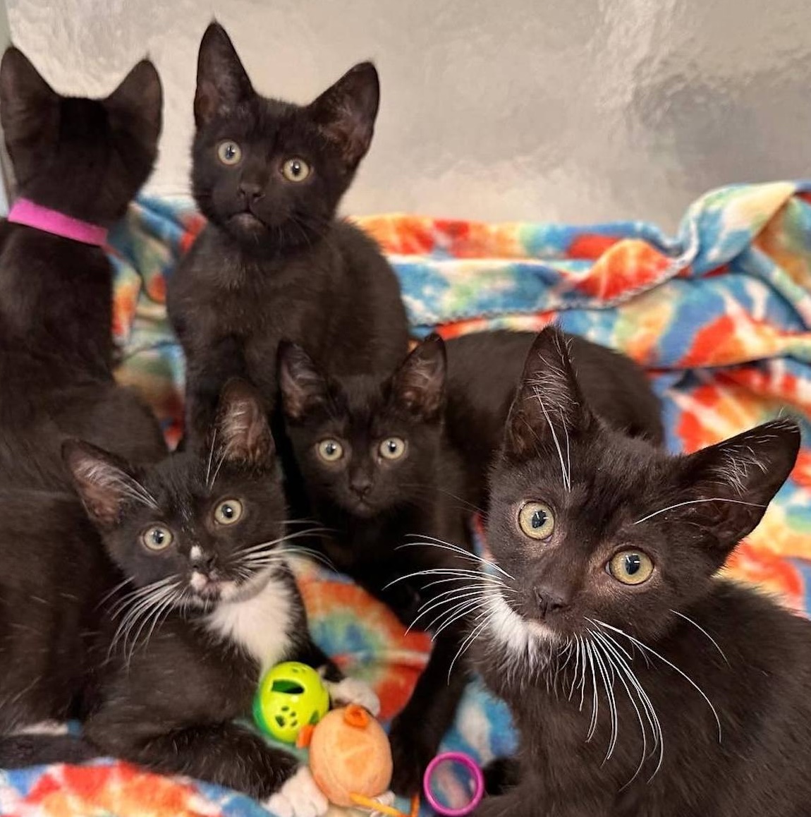 nine-lives-adoptions-many-kittens