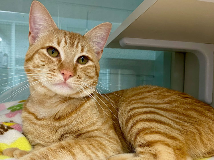 Nine Lives Cat ready for adoption in Redwood City CA