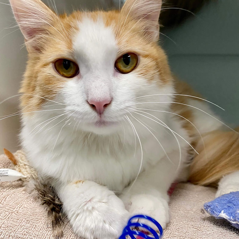 Cat Playing with toys at Nine Lives Foundation Spay and Neuter Clinic Redwood City