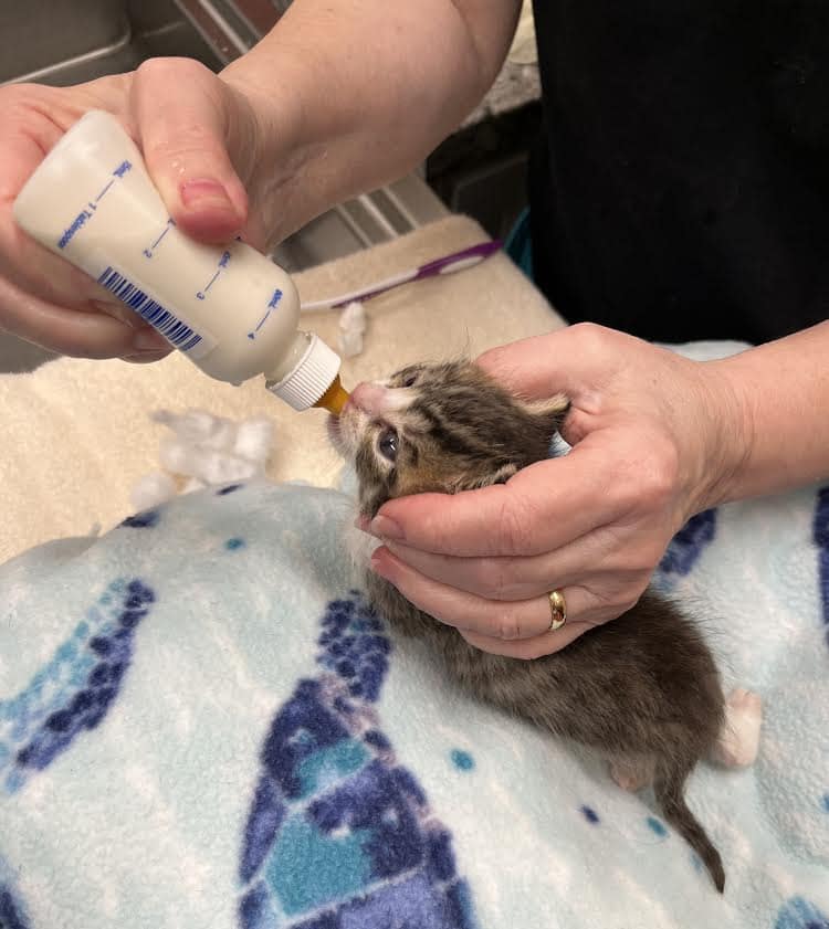 Kitten being held by volunteer at Nine Lives Foundation Cat Clinic CA