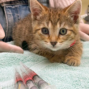 Cat vaccinations at Cat Clinic Redwood City CA