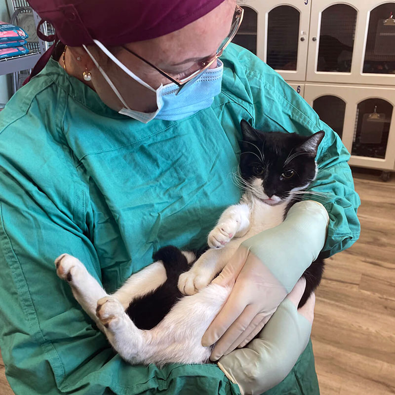 Nine Lives Foundation volunteer holding cat in cat clinic Redwood City