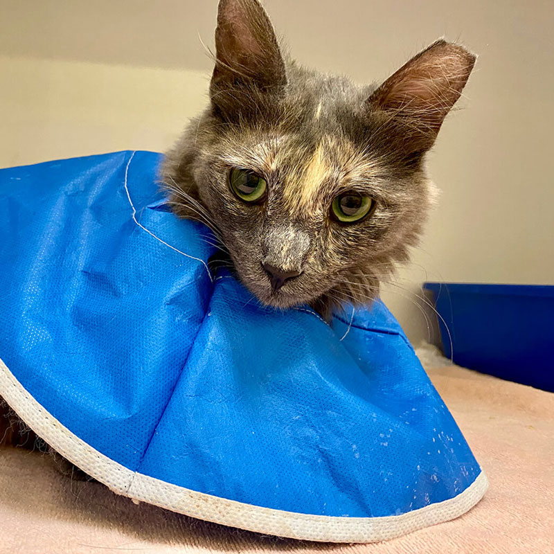 Cat recovering after spay neuter surgery at Nine Lives Foundation Redwood City