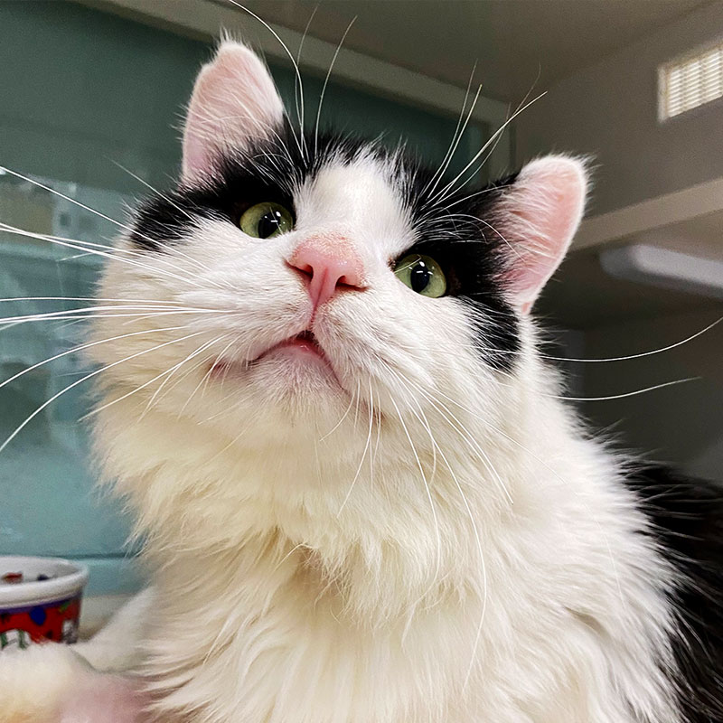 Cat at Nine Lives Foundation Ready For Adoption