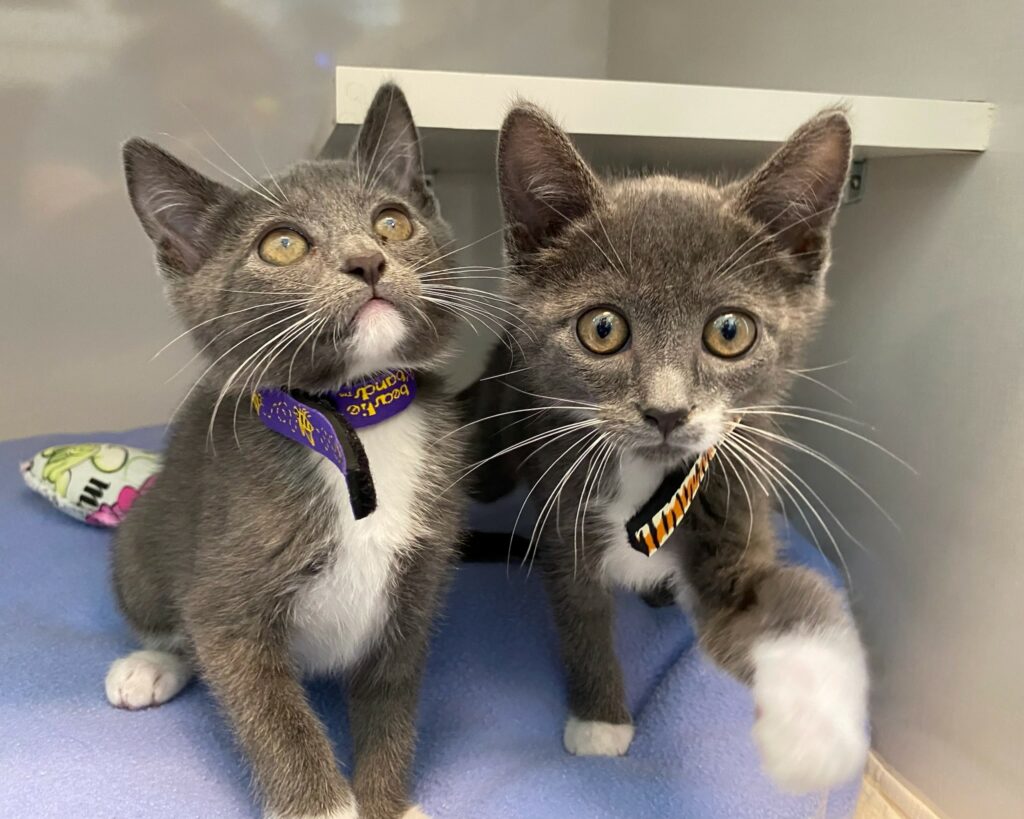 2 gray kittens