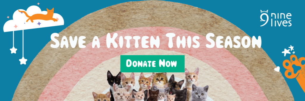 Kitten-Season-Website-Banner