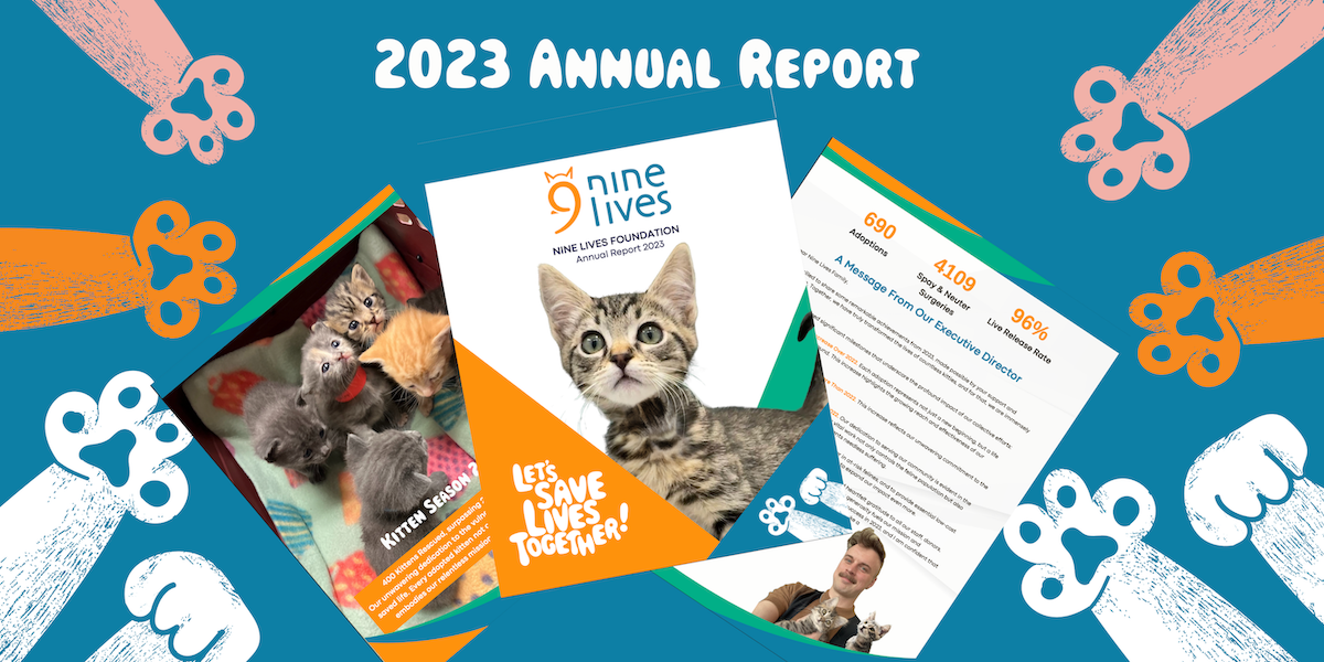 About Us Nine Lives Foundation