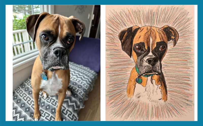3034 505084 Theo The Boxer Dog Combined