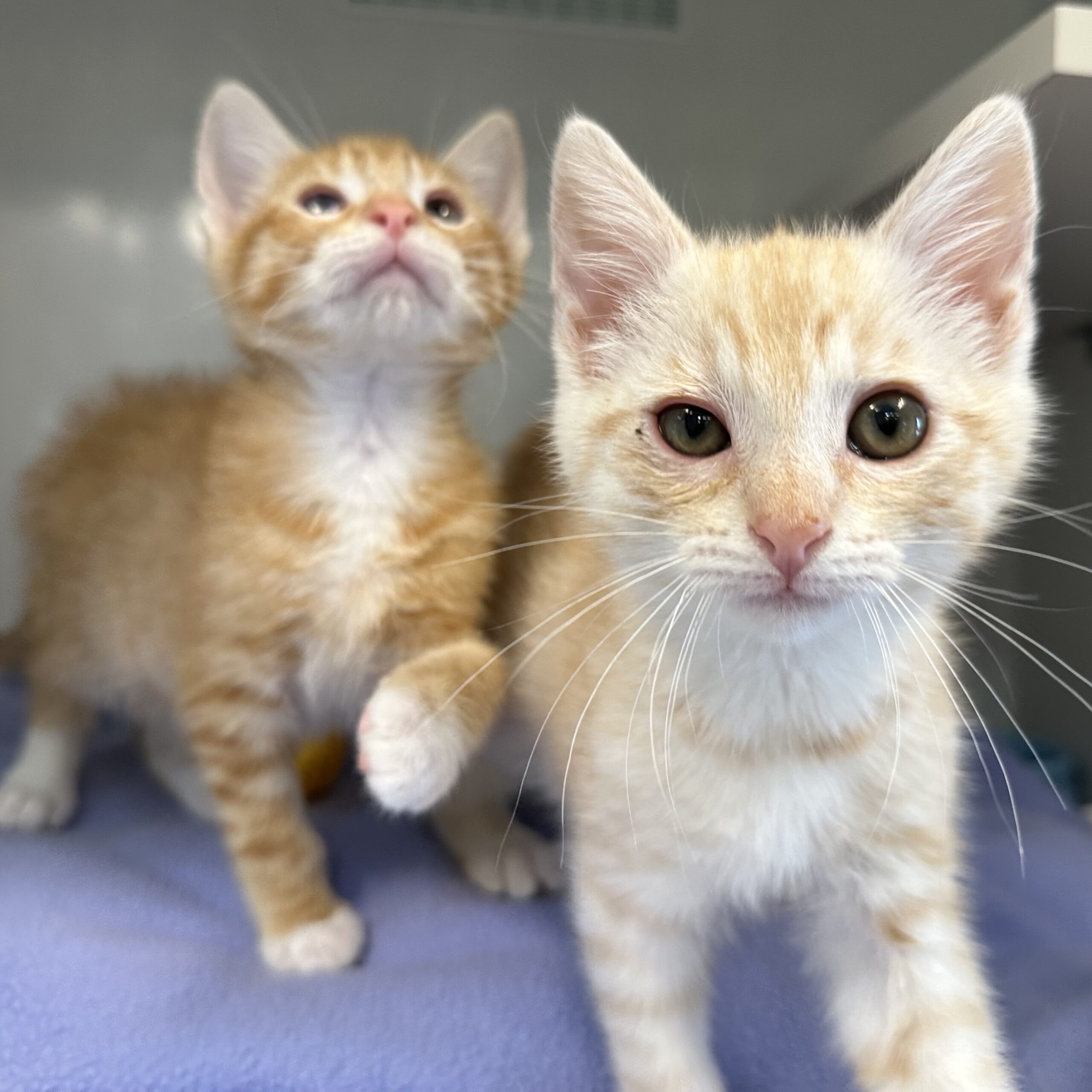 tabby kittens