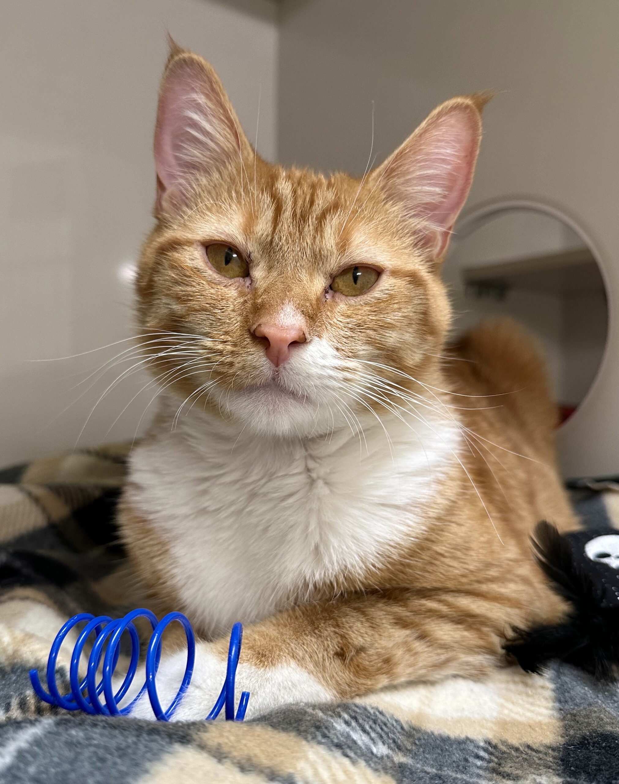 Orange tabby
