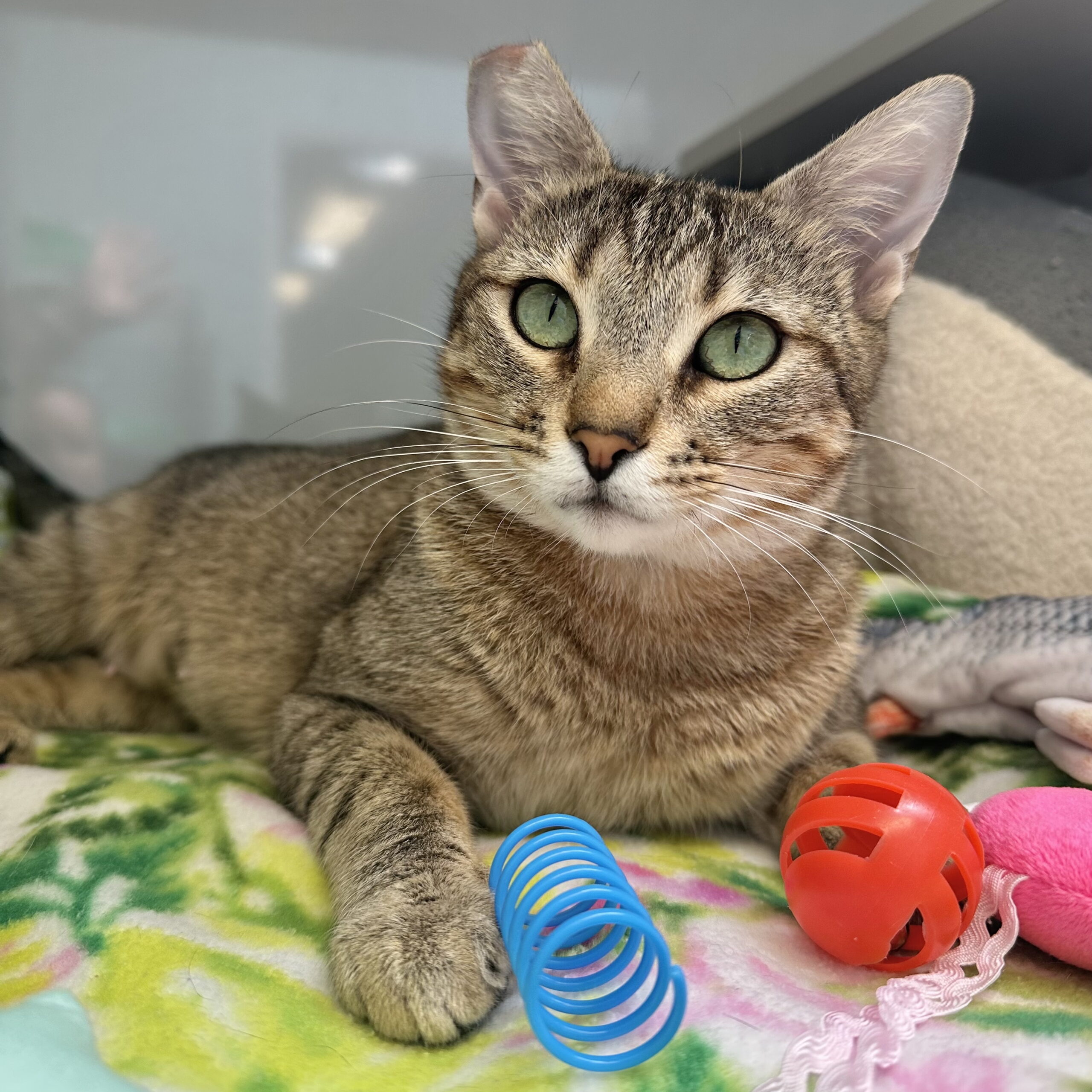 Sweet Torbie