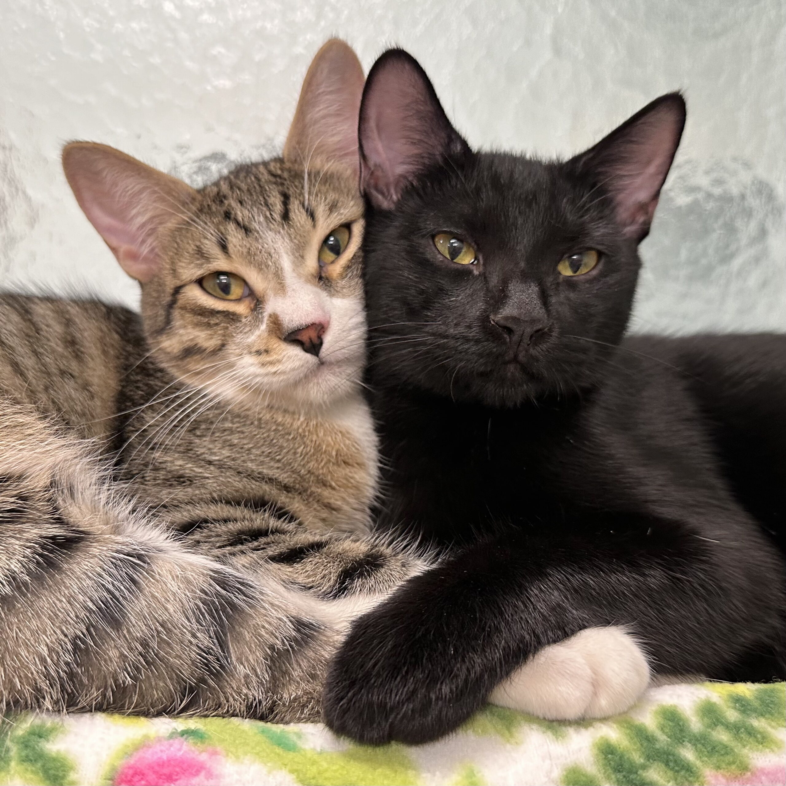 bonded kitties