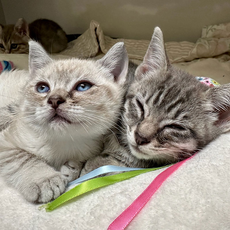 Cat duo nine lives foundation 2