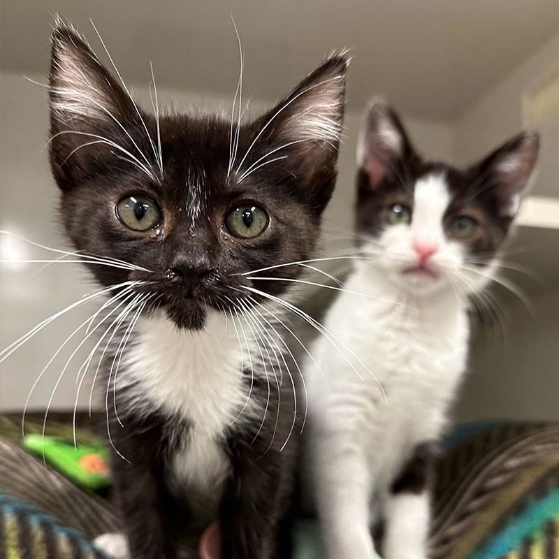 Cat duo nine lives foundation