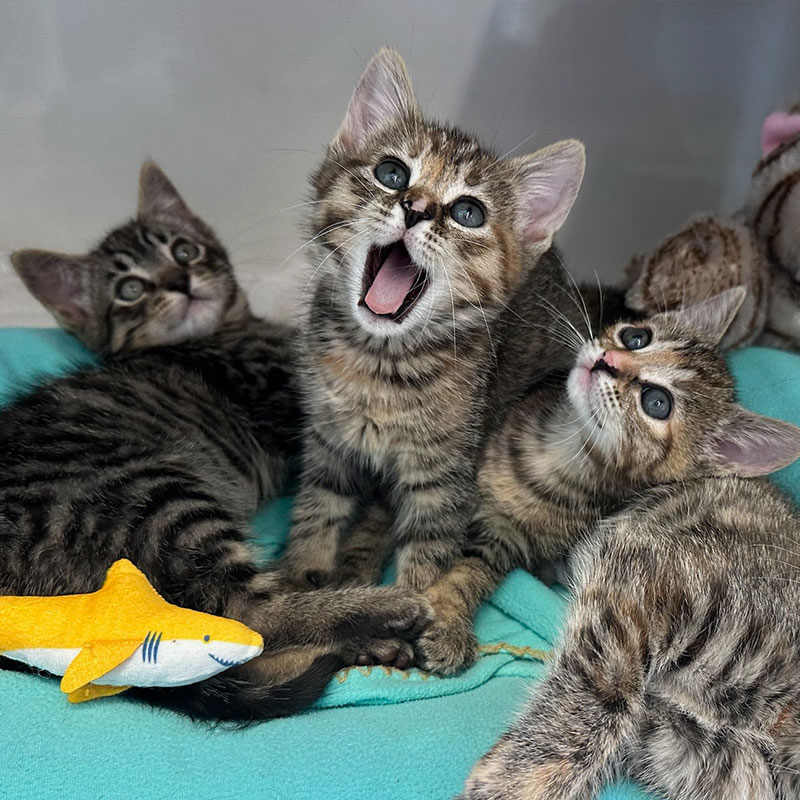 Cat litter nine lives foundation 1
