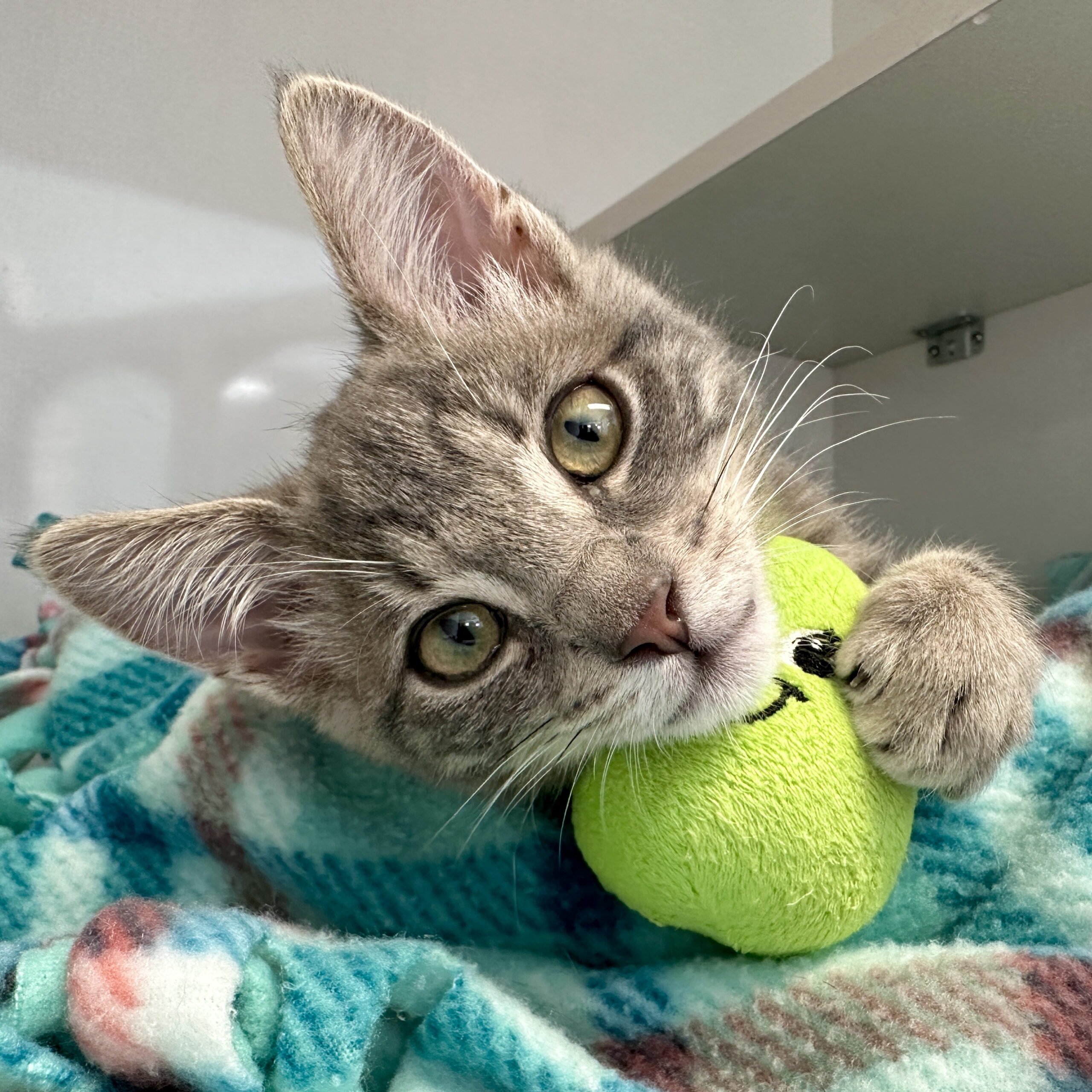 Gray tabby kitten