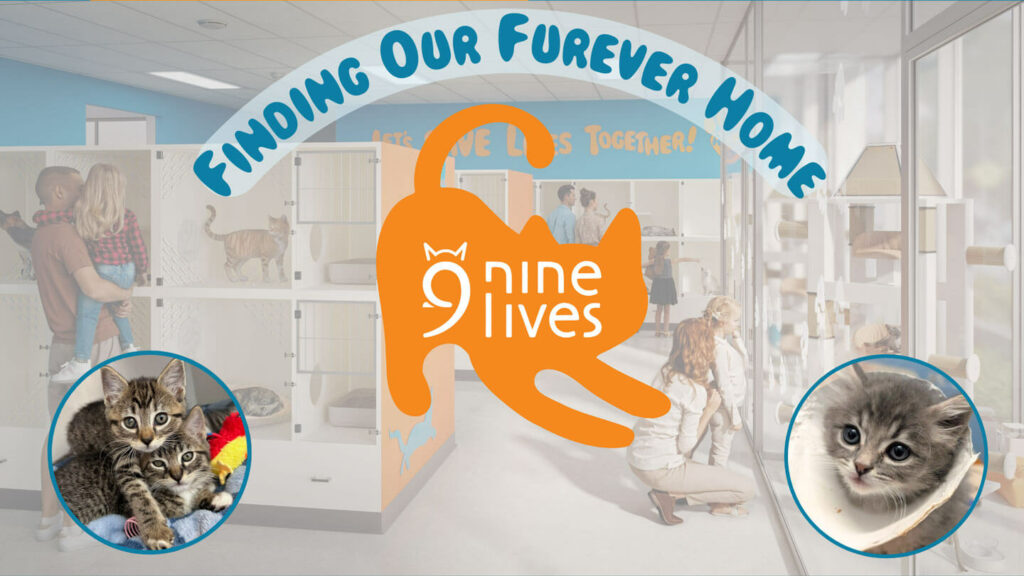 Nine lives furever home