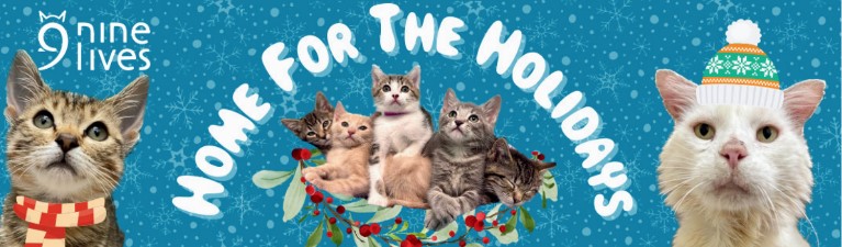 Home for the Holidays Nov 2024 no match