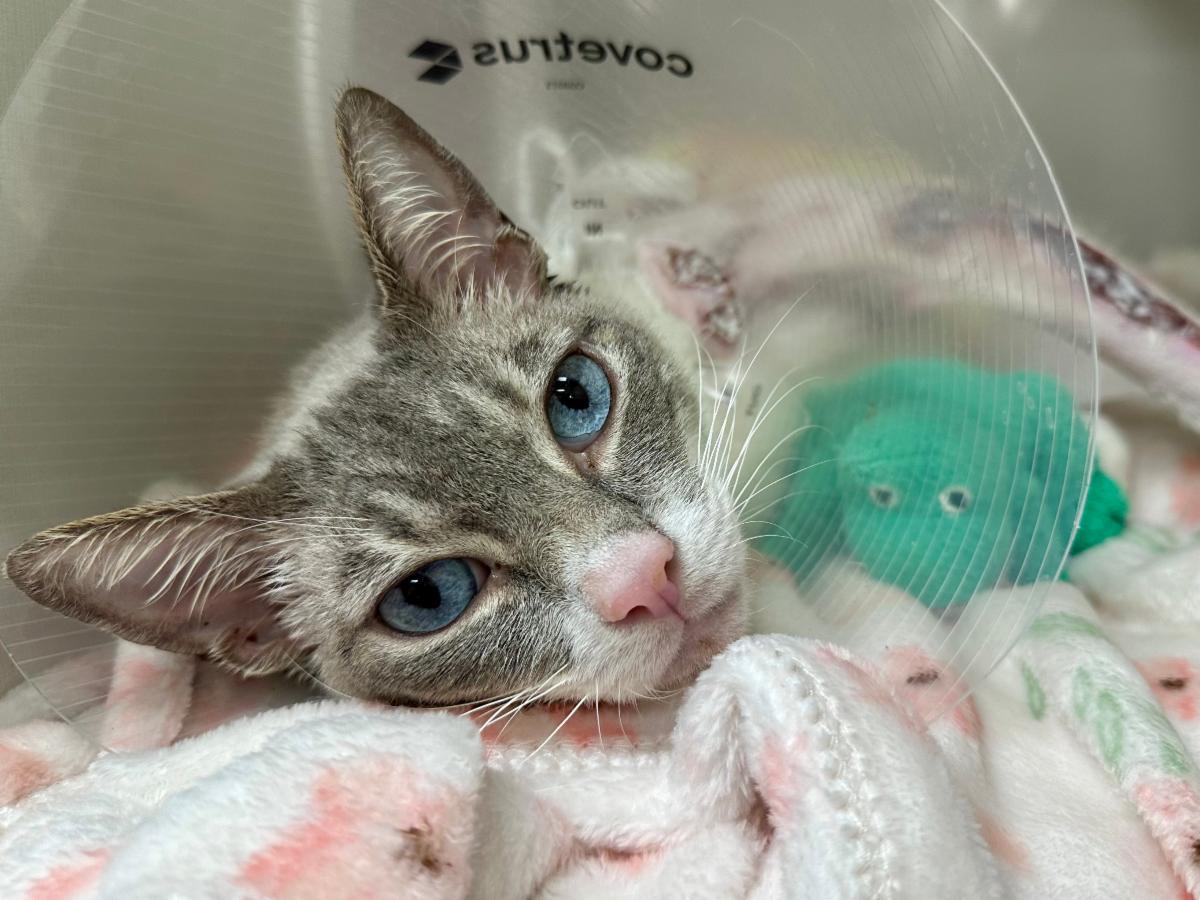 Mews News: Bandages and Biscuits