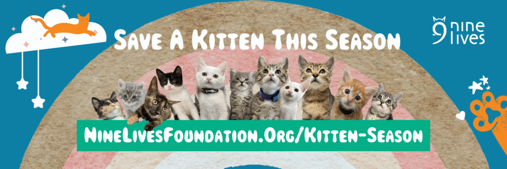 KS banner kitten season